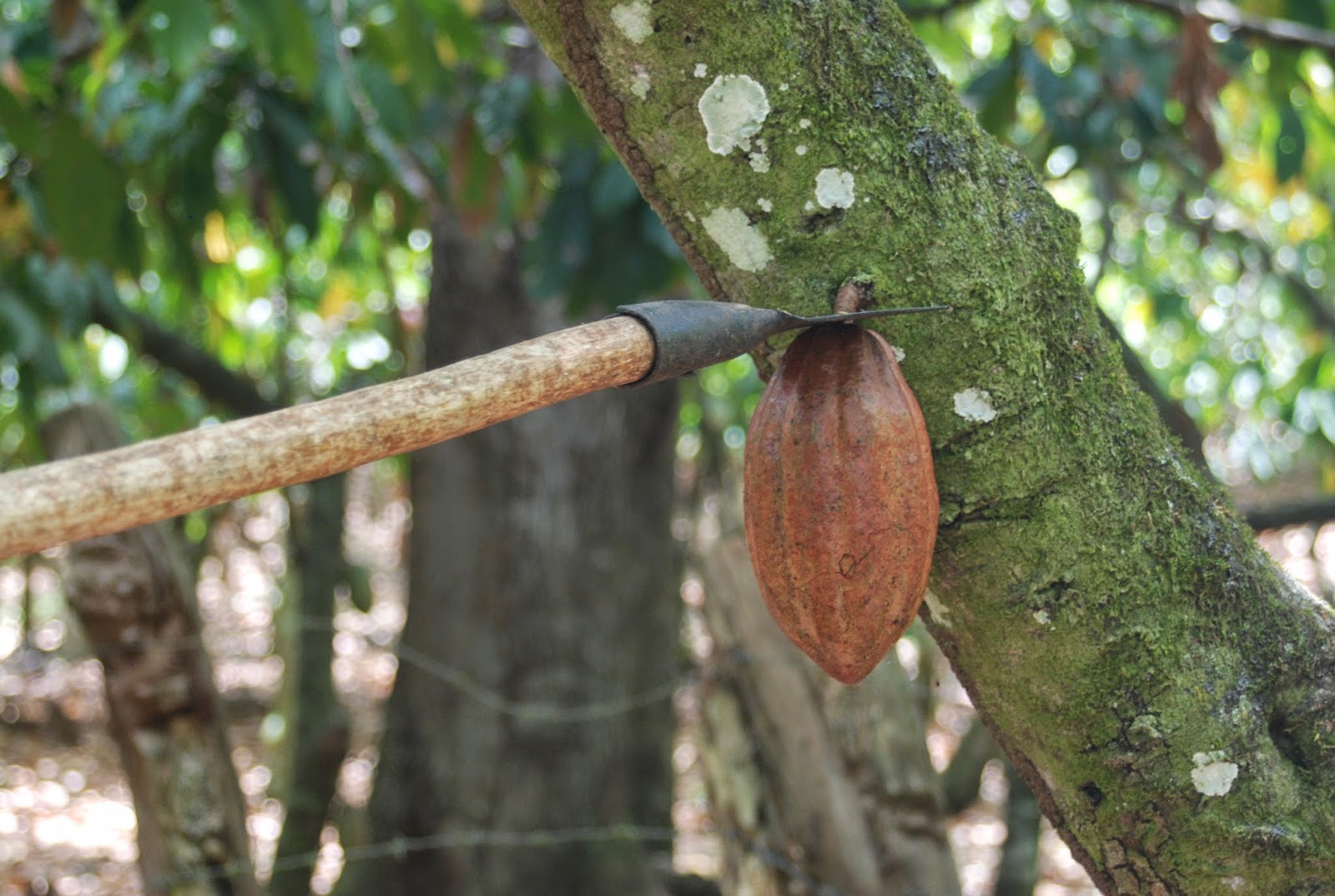 El Cacao en el municipio de Guananico, Provincia de Puerto Plata